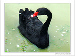 Qui me fait cygne�? -- 27/08/08