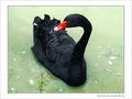 Qui me fait cygne�? -- 27/08/08