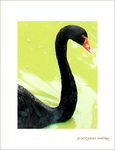 Je Cygne d'un S -- 09/09/08