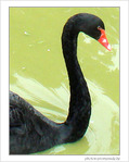 Je cygne d'un S -- 09/09/08