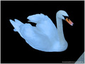 Cygne de nuit -- 22/04/11