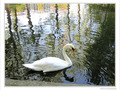 Les arbres se mirent, le cygne glisse -- 20/11/09