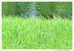 Dimanche au bord de l'eau