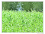 Dimanche au bord de l'eau