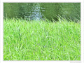 Dimanche au bord de l'eau -- 06/09/09