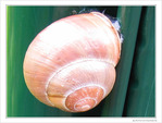 Escargot dans sa maison -- 06/05/10