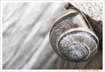 Petit Escargot s'en allait en exploration -- 06/07/14