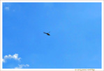 Pr�paratifs de la F�te Nationale Belge 2013 -- 20/07/13