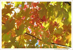Transparences d'Automne -- 04/11/16