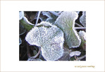 Gel�es dentel�es ... -- 09/01/05