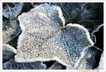 Perles sur lierre givr� -- 05/01/10