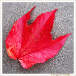 D�pos�e par le vent d'automne