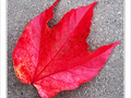 D�pos�e par le vent d'automne -- 28/11/09