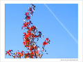 Rouge de f�vrier -- 28/02/06