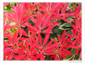 Pourpre��toil� -- 17/05/10