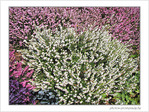 Fleurs d'artifice -- 11/05/09