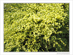 Fleurs d'artifice jaune -- 14/06/09