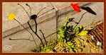 Le Printemps dans la Rue 2026 -2- -- 06/05/26