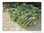Blanche cascade
