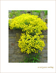 Jaune cascade