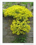 Jaune cascade