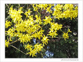 Dor� sur branches -- 13/05/09