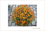 Les fleurs se mettent en Boule