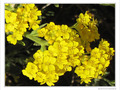 Bouquets dor�s -- 20/05/10