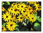 Elles dansent l'�t� -- 21/09/11