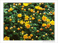 Pouss�es par le vent d'automne -- 23/10/08