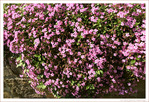 La Danse du Printemps - 2024 -10-