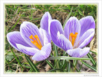 Nous sommes deux soeurs printani�res