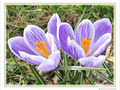 Nous sommes deux soeurs printani�res -- 25/03/10