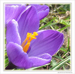 Le printemps est annonc�