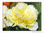 Fleur papier cr�pon blanc soleil