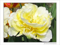 Fleur papier cr�pon blanc soleil -- 28/04/09
