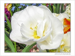 Fleur papier cr�pon blanc
