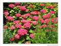 Ombrelles d'Hortensia -- 30/06/09