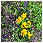 Le petit monde � nos pieds -001- 2023 -- 22/04/23