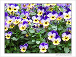 Regards fleuris -- 02/05/09