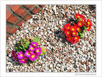 La vie sur les cailloux -- 16/05/09