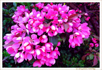 Fleurs roses d'avril