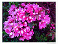 Fleurs roses d'avril -- 08/06/10