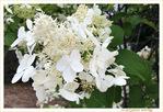 Harmonie en Blanc