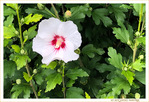 S�ductrice en Blanc et Rouge