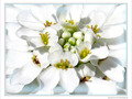 Blanche fleur -- 19/05/10