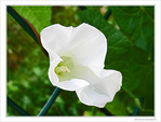 Robe blanche au vent l�ger -- 27/09/09
