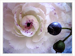 Robe � crinoline blanc prune -- 15/04/10