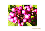 Fushia d'Octobre