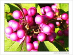 Fushia d'octobre